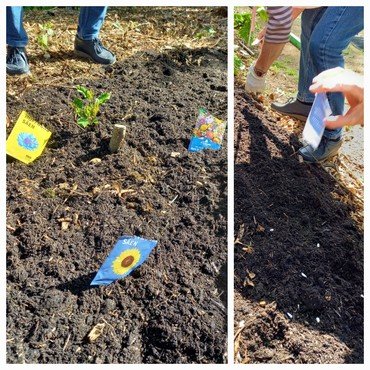 Hände pflanzen Samen in die Erde.