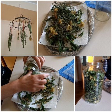 Eine Collage über das Trocknen von Kräutern.
