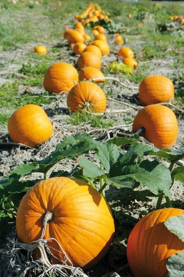 Ein Feld mit vielen Kürbissen.