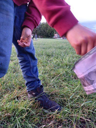 Die Hand einer Person greift nach einem durchsichtigen Behälter auf grünem Gras.